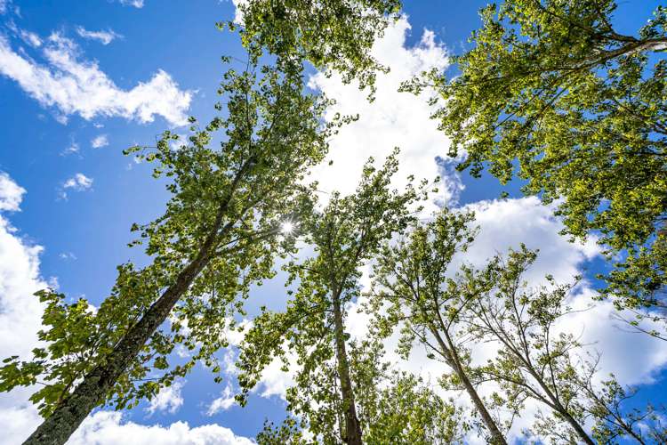 42 Mountfield Road Waipu_6