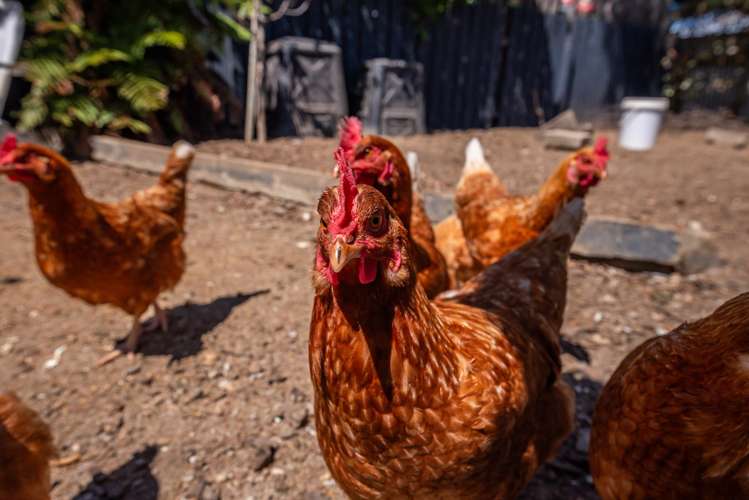 2 Bowen Street Levin_12