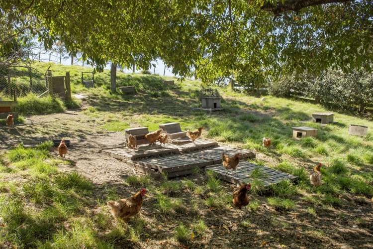 473 Old Highway Whakamarama_22