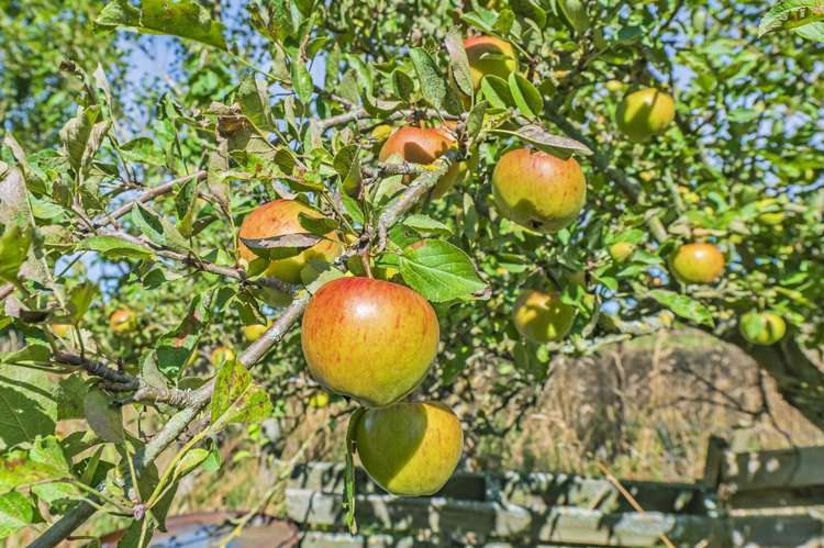 2131 Old West Coast Road Kirwee_21