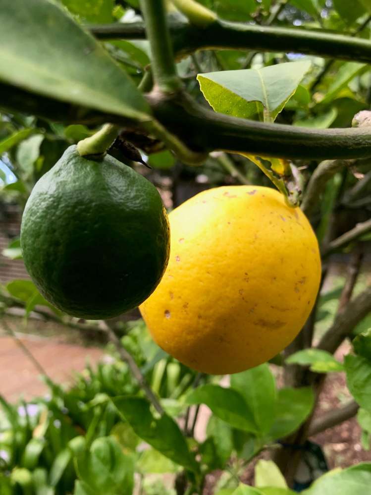 14b Albert Road Devonport_11