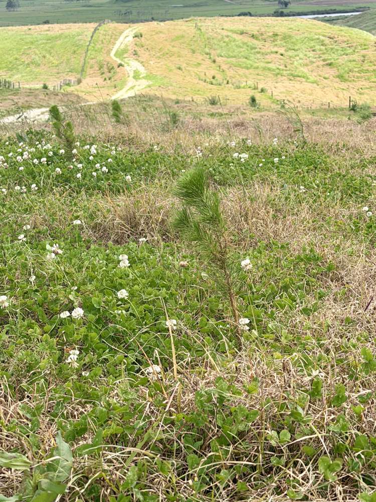 Pukehuia Road Arapohue_14