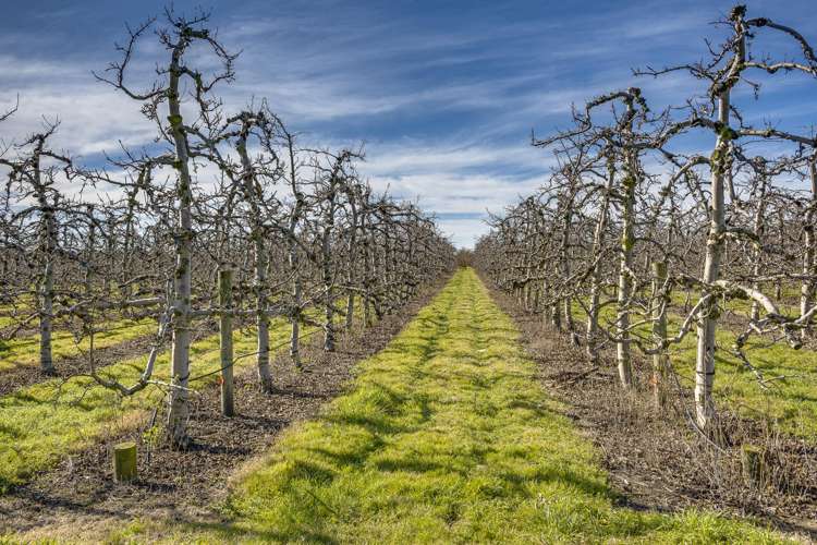 Kiwi Crunch Orchard Portfolio Twyford_18