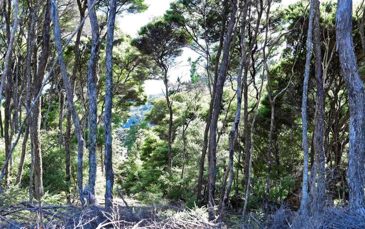 6 Lavinia Place Kawau Island_7