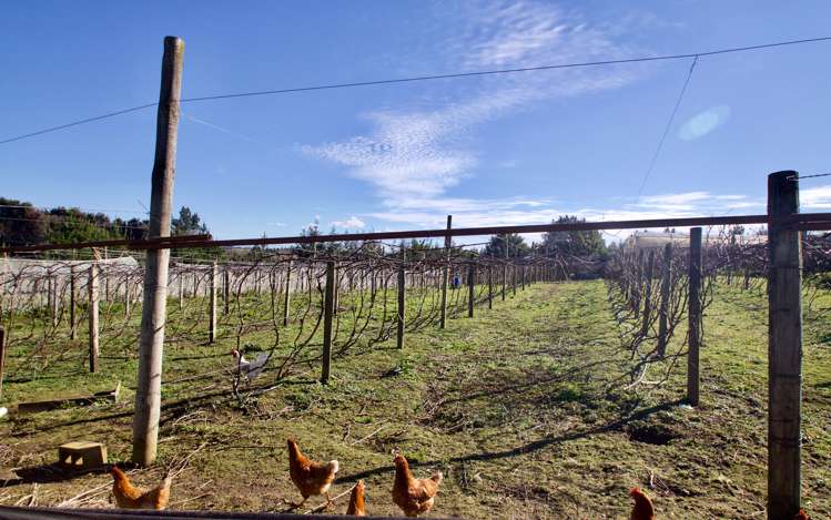 108 Cossey Road Drury_10