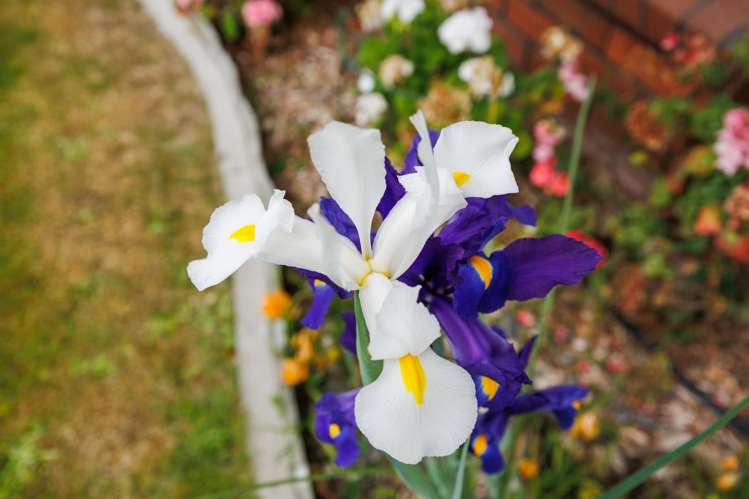 15 Mcarthur Street Terrace End_23