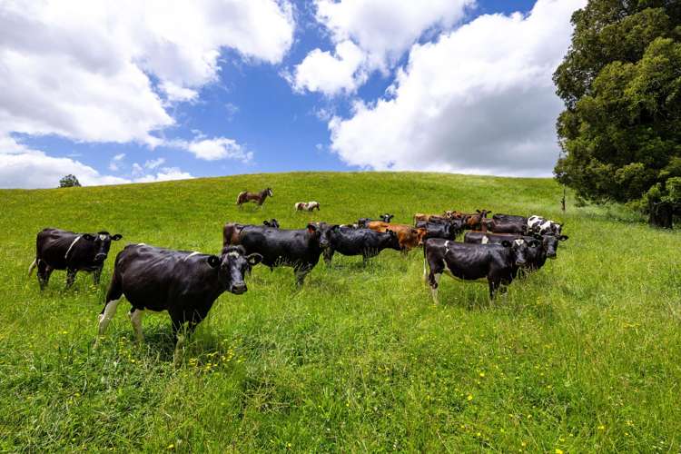 467A Te Mata Road Raglan_13