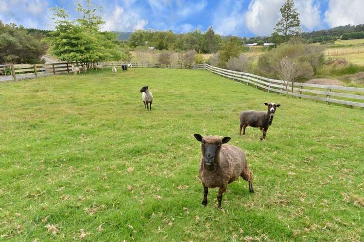 634 Crane Road Kauri_8