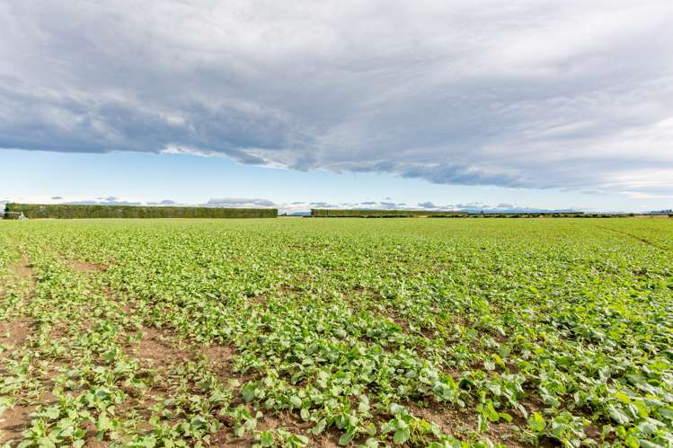 992 Wards Road Kirwee_12