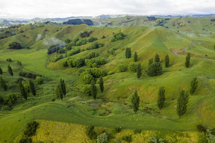 Lavenham Road Waituhi_10