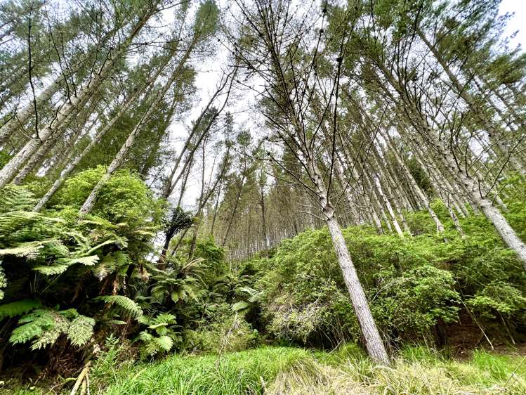 637a Awahou Road Murupara Surrounds_21