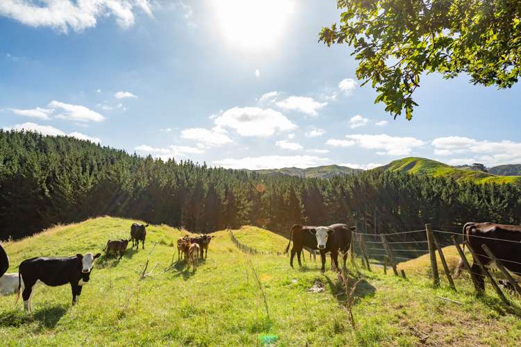 1595 Waingaro Road Glen Massey_10