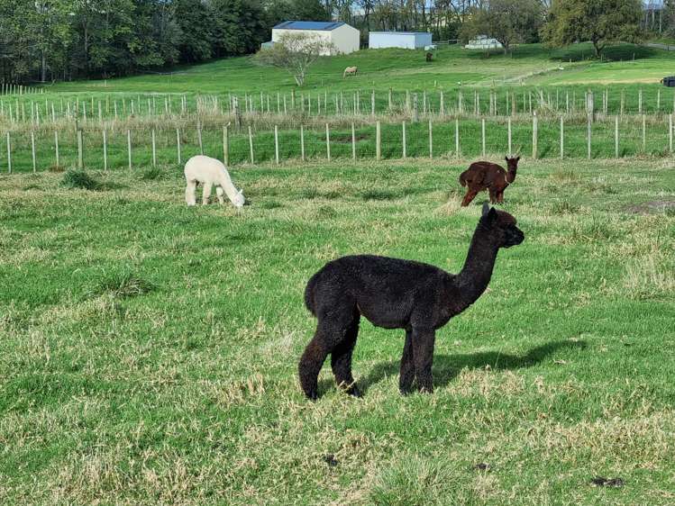 373 Baldrock Road Kaiwaka_13