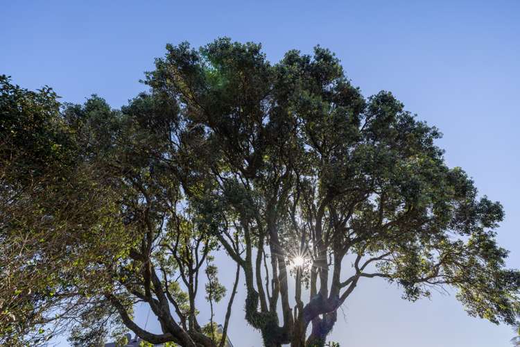 28b Gordon Road Mount Maunganui_5