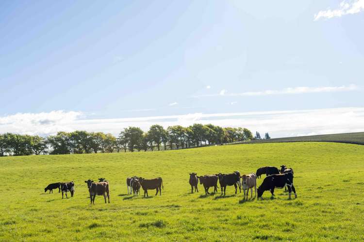 Rowallan Road Darfield_22