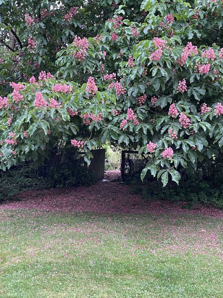 111 Longstaffs Road Prebbleton_18