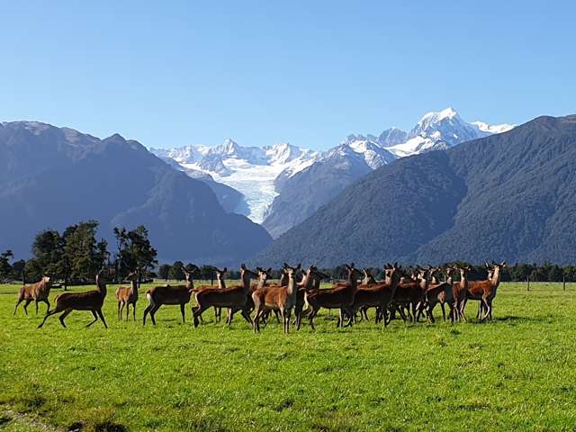 97b Cook Flat Road Fox Glacier_1