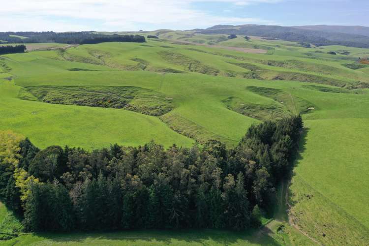 339 Rankleburn Road Pomahaka_8