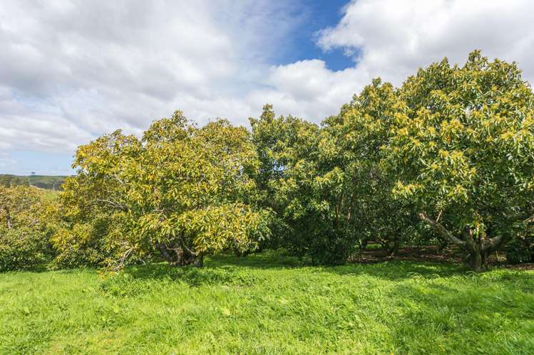 231 Walford Road Aongatete_28