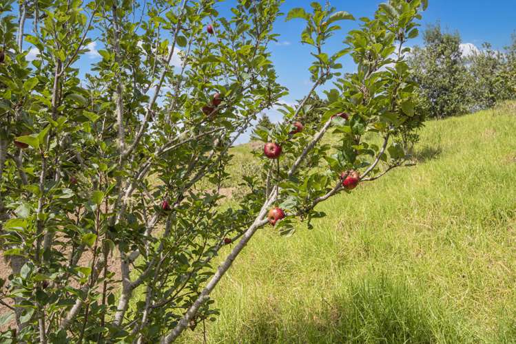 45 Kiwi Lane Kaiwaka_18