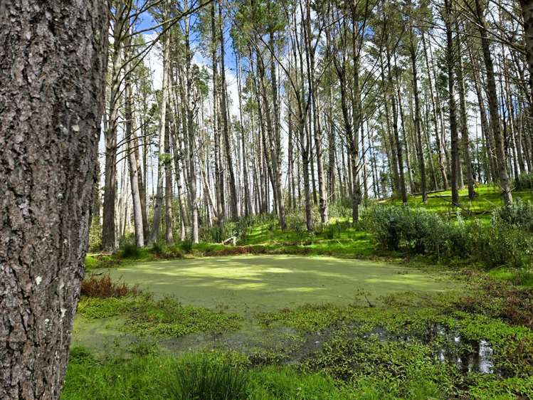 42 Ford Road Paparoa_15