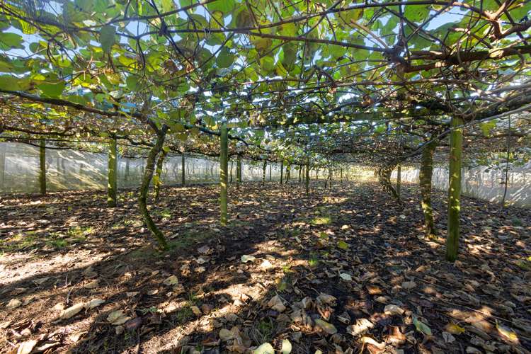 51 Ringer Road Tauwhare_5