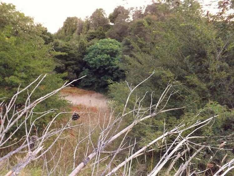 35 Punga Grove Avenue Riverside_7