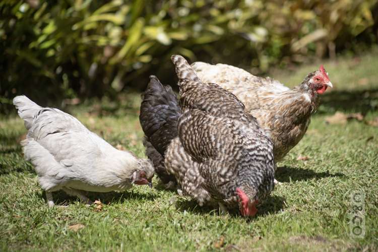 127a Access Road Kumeu_48