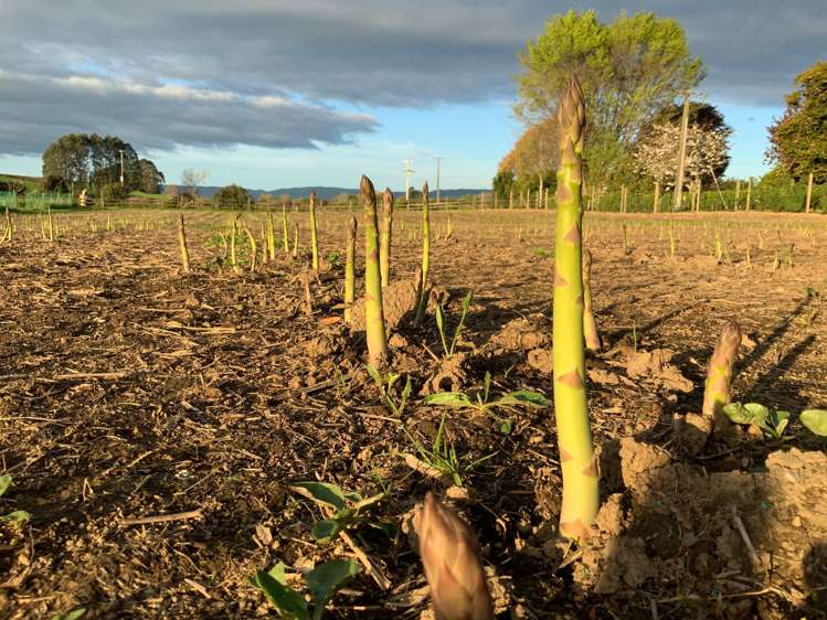 316 Somerville Road Tapapa_19