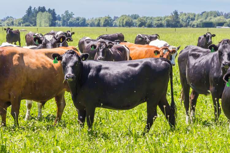 30 Tippings Road Cust_18