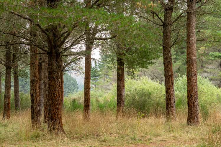 Te Moana Road Geraldine_7