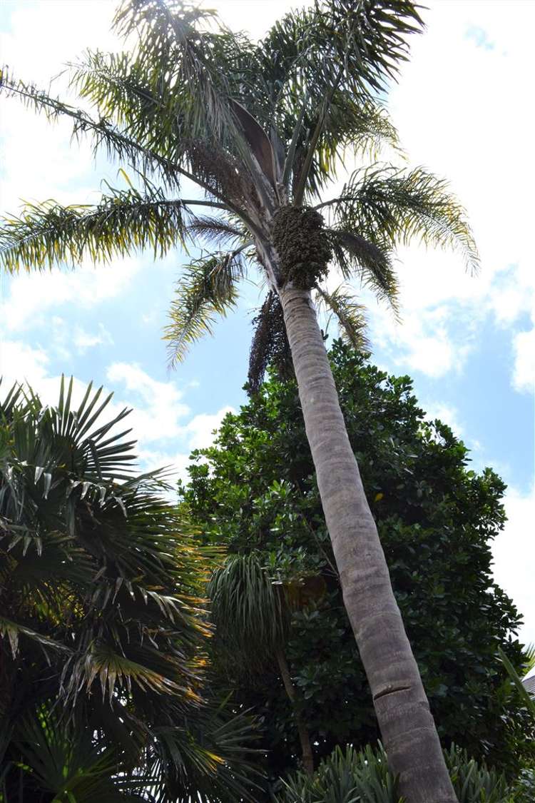 6 Grierson Place Pukekohe_12