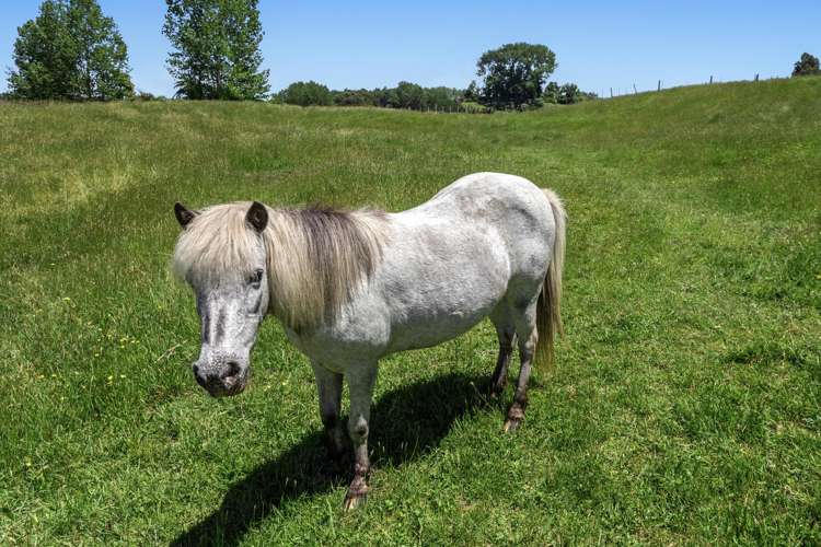 181d McCoy Road Wainui_31