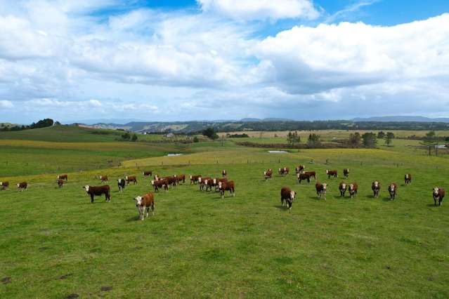 Productive 111ha beef block