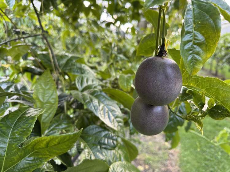 241 Rea Road Katikati_21