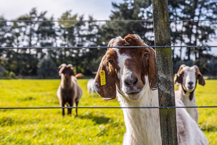 23 Settlement Road Greytown_6