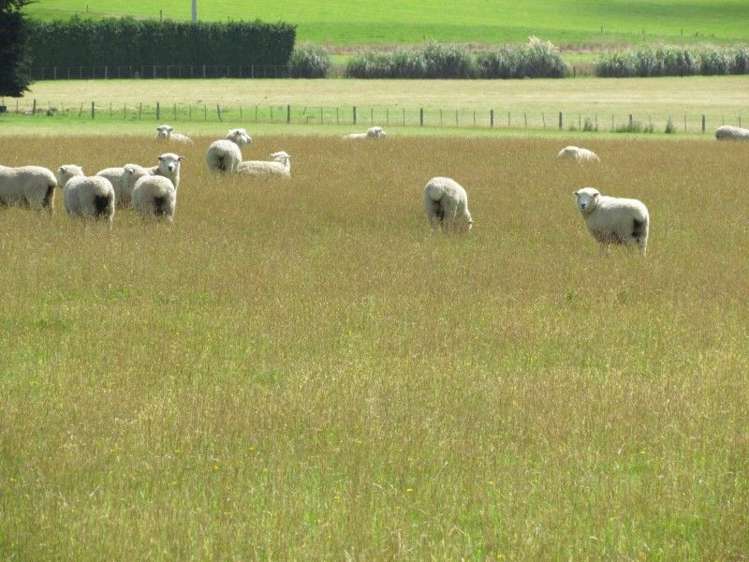 734 Crichton Road Milton_30