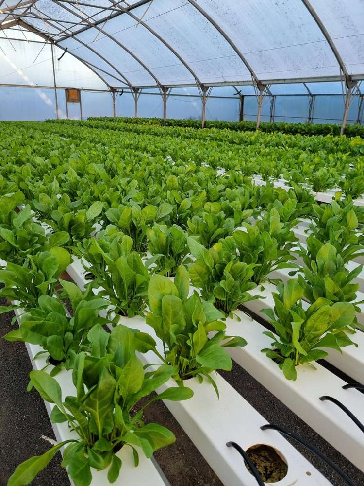 116 Wingatui Road Mosgiel_28