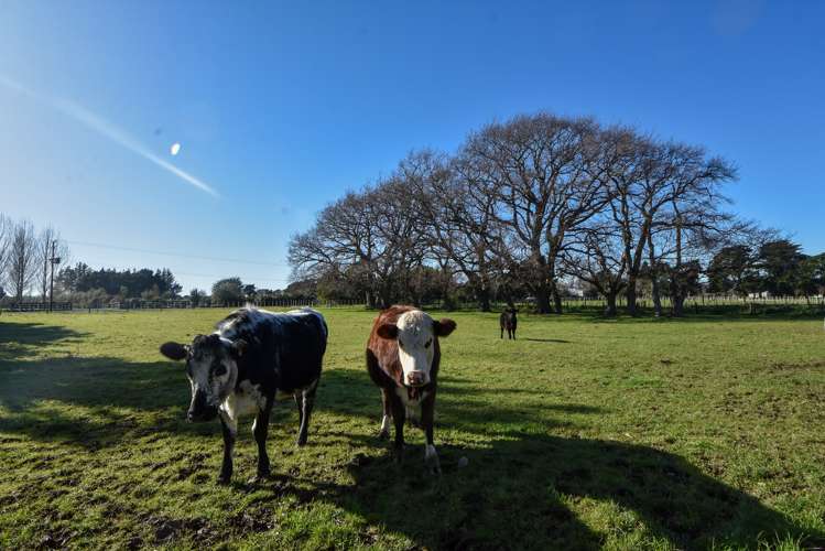 465 Belvedere Road Carterton_21