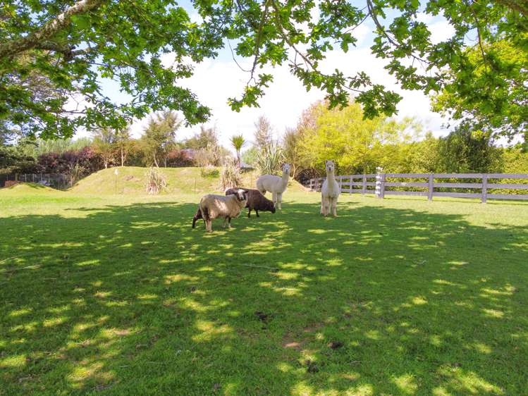 1/19 Molly Lane Te Awamutu_18