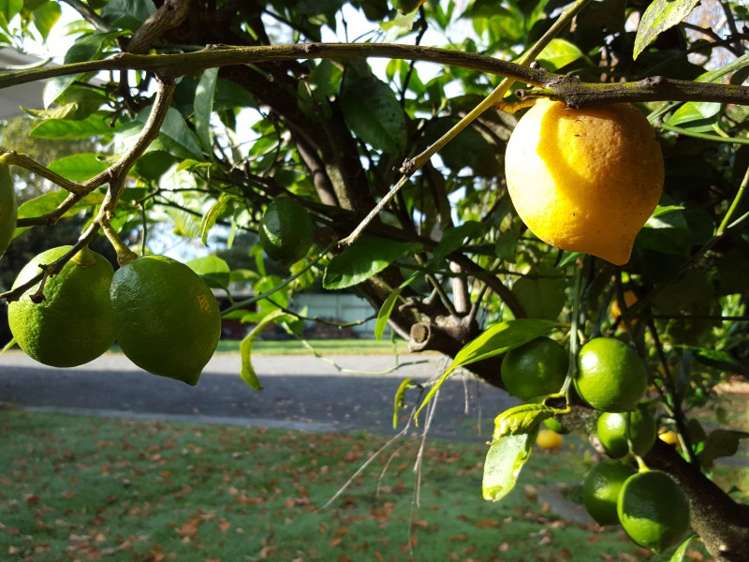 113 Broadway Carterton_1