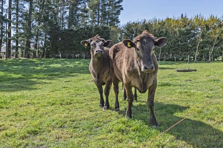 4/1382 Courtenay Road Kirwee_9