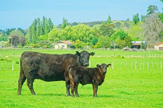 118 Kiwi Road Wairoa_2