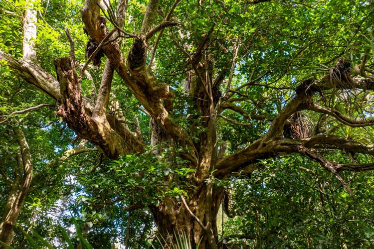 915 State Highway 14 Maungatapere_30