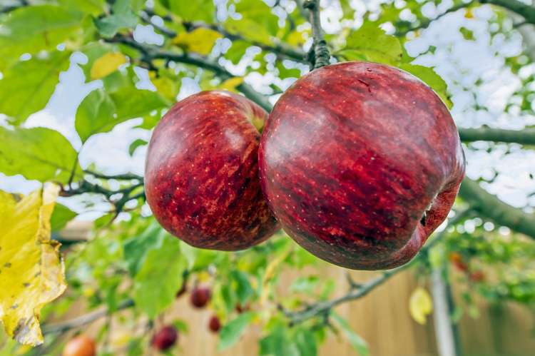 12 Brookside Road Rolleston_21