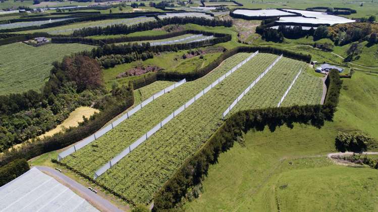 471b Old Coach Road Paengaroa_2