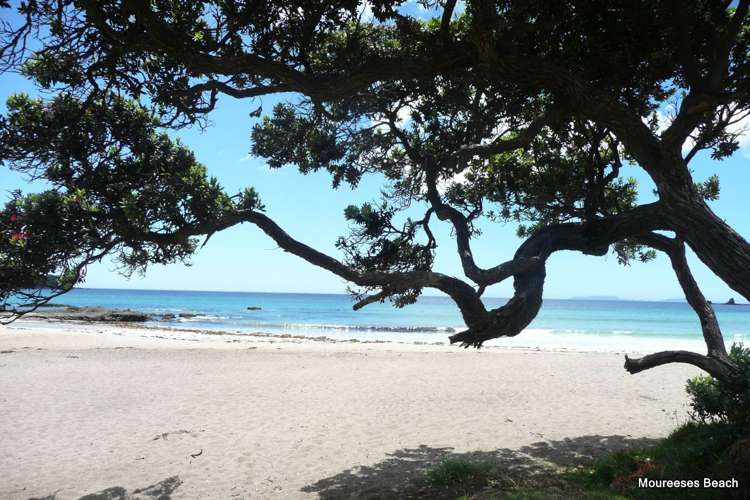 Lot 1 Tern Lane Whananaki_13