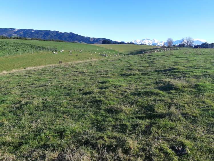 91 Brophy Road Geraldine_5