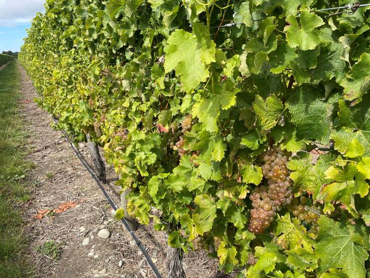 Pauls Road Rapaura_1