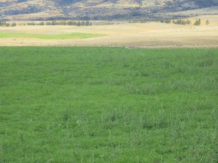 232 Ida Valley Back Road Oturehua_5